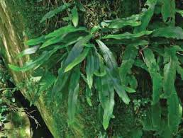 Image result for Vittaria reekmansii