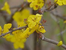 Image result for Rhigozum zambesiacum