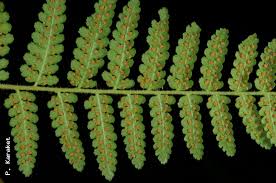 Image result for Hypolepis sparsisora