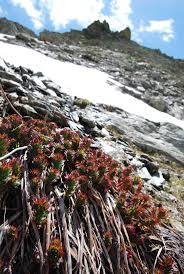 Rhodiola Rosea Rozenwortel