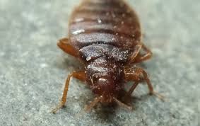 Now for me to see a bug or spider in my. Bed Bugs Pest Identification Prevention In Denver Co
