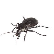 Basement Black Beetle Bug In House Ground Beetles Facts Identification Control Prevention