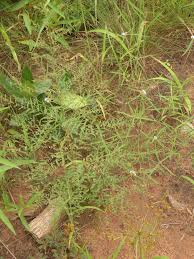 Image result for Phyllanthus pentandrus