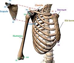 What can you tell us about how these joints work? A Survey Of Human Shoulder Functional Kinematic Representations Springerlink