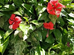 Malaysian national flower is the red hibiscus. Bunga Raya Di Islamabad Photos Free Royalty Free Stock Photos From Dreamstime