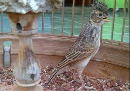 Branjangan / mirafra javanica (www.aviceda.org) lihat selengkapnya. Cara Lengkap Membedakan Branjangan Jantan Dan Betina Hobi Burung