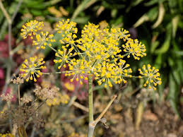 Image result for Foeniculum vulgare