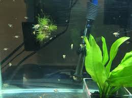 Angelfish Fry Day 28 Plus My Albino Plecos My Aquarium Club