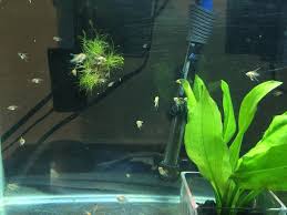 angelfish fry day 28 plus my albino plecos my aquarium club