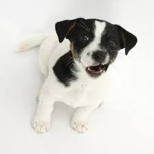 Smooth Coated Jack Russell Terrier Puppy Black And White 9 Weeks Looking Up Barking Photographic Print Mark Taylor Allposters Com