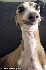 Greyhound Whose Tongue Is Always Poking Out Has A Huge