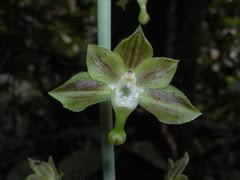 Image result for Hetaeria heterosepala