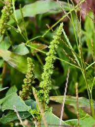 Image result for Amaranthus viridis