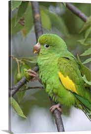 Mainly south of the amazon region, from bolivia and eastern and southern brazil to paraguay and northern argentina (forshaw 1989). Yellow Chevroned Parakeet Brotogeris Chiriri Pantanal Brazil Wall Art Canvas Prints Framed Prints Wall Peels Great Big Canvas