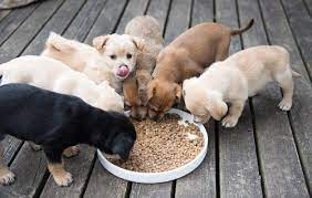 my animals blog sur les conseils les soins et tout ce qui concerne le monde animal yavru kopek hayvan yavrusu kopek