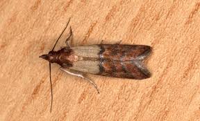 Mottenkonig Lebensmittelmotten Motte Und Lebensmittel