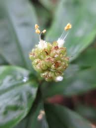 Image result for Pollia condensata