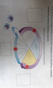 The growth phases are, as you may have figure 1: Solved 3 On The Following Diagram Of The Cell Cycle La Chegg Com