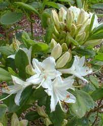 Fragrant Star Organic Gardening Books Garden Nursery Garden Trees