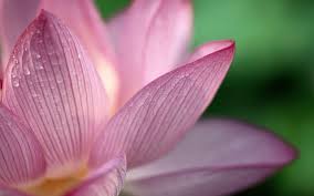 We did not find results for: Lotus Flower Backgrounds Wallpaper Cave
