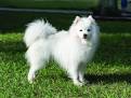 Different Types Of Husky - Inside Dogs World