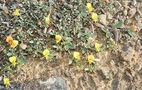 Image result for Lotononis angolensis