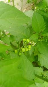 Image result for Solanum scabrum