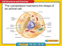 in an animal cell you have a cytoskeleton the cytoskeleton