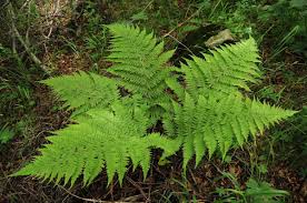 Image result for Athyrium newtonii