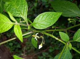Image result for Solanum americanum
