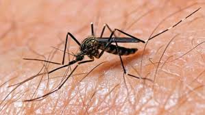 Care sunt primele simptome ale. Virusul West Nile A Ajuns In Moldova Unde A Fost Depistat Primul Caz Stiri Md