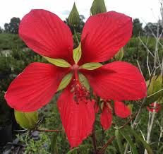 Image result for Hibiscus kirkii