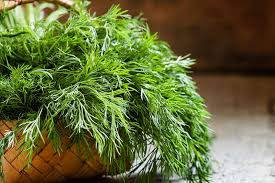 How To Plant And Grow Dill Gardener S Path
