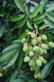 Check spelling or type a new query. Pin On New Gardening Know How Articles