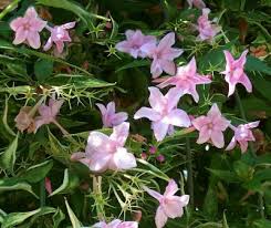 Image result for Jasminum schimperi