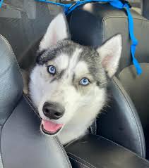 This boy the one lying down stayed closed to me while my princess the one  by the trees took off chasing an airplane.