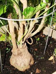 Image result for Ipomoea albivenia