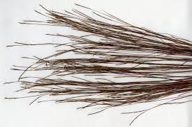 Image result for Schizachyrium sanguineum
