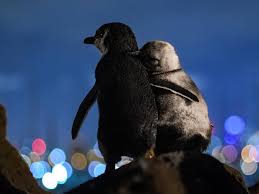 See more ideas about penguin love, penguins, penguin love quotes. Photo Widowed Penguins Cuddle While Enjoying Melbourne Skyline