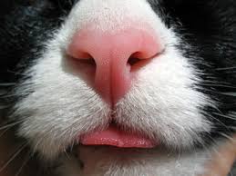 How about the natural remedies? A Dry Flaky Nose In A Cat Animals Mom Com