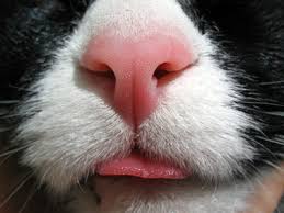 Is your cat's nose paler than usual? A Dry Flaky Nose In A Cat Animals Mom Com