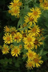 Image result for Pentanema