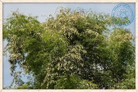 Image result for Ventilago