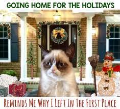 Grumpy Cat Grumpy Cat Grumpy Cat Humor Funny Animal Photos
