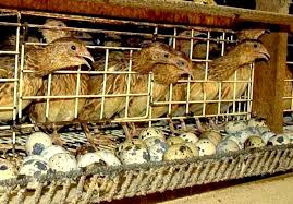 We did not find results for: Cara Sukses Budidaya Burung Puyuh Petelur Secara Modern