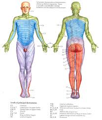 Dermatomes Radiculopathy Spinal Nerve Occupational Therapy