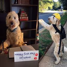 She has been well trained, well socialized, and is loved on by the little ones nattie and easton on the. First Day Of School Puppy Training Puppy School House Training Puppies