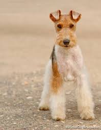 Wire Fox Terrier Dogs Wire Fox Terrier Fox Terrier Wirehaired Fox Terrier