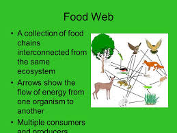 Science dealing with the relation of living things to their environment and to each other. Food Chains And Food Webs Ppt Video Online Download
