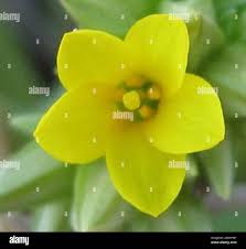 Image result for Sebaea